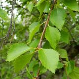 genus Betula