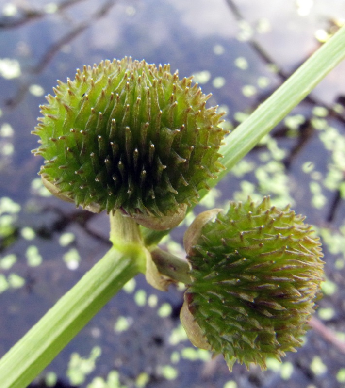 Image of Sagittaria sagittifolia specimen.