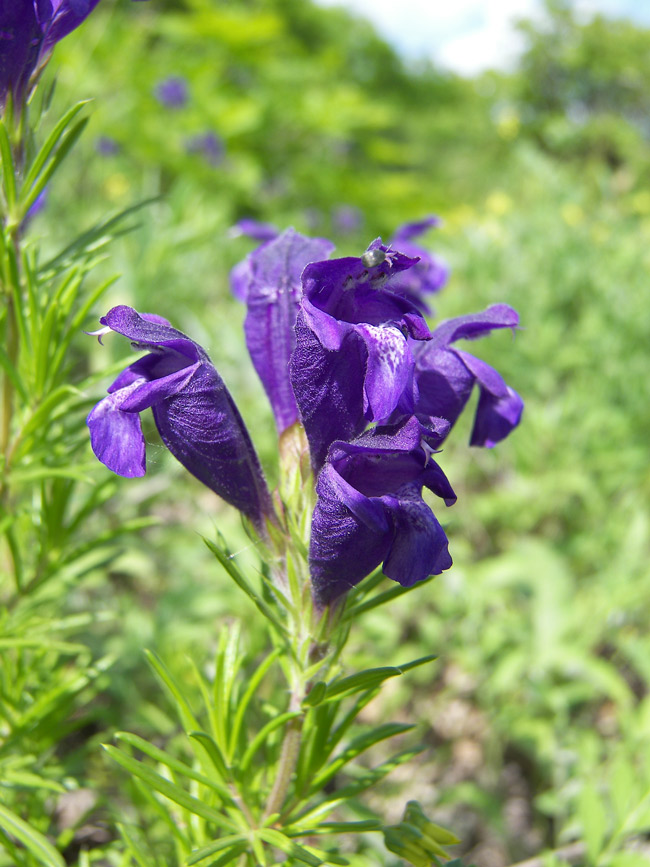 Изображение особи Dracocephalum austriacum.