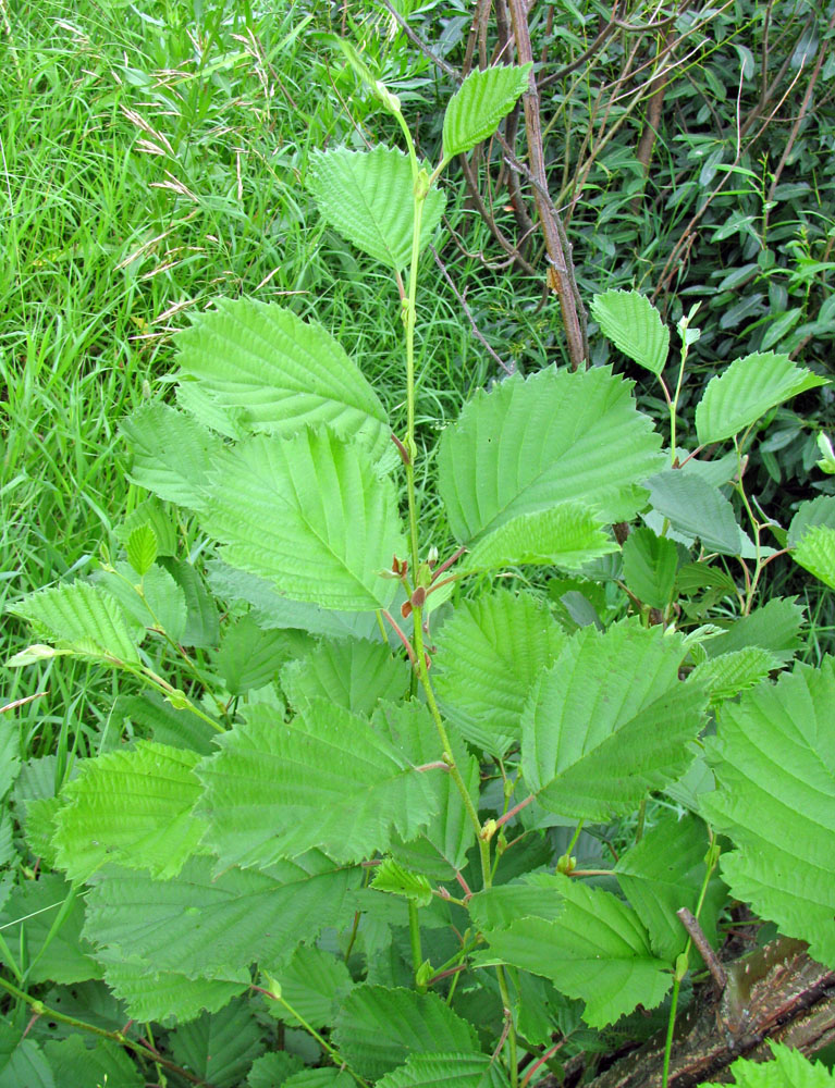 Изображение особи Alnus &times; pubescens.