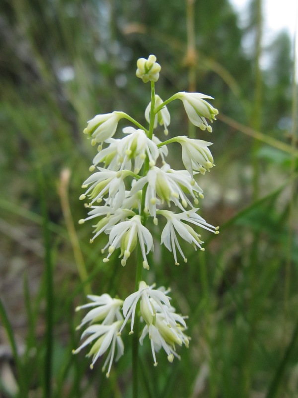 Image of Tofieldia cernua specimen.