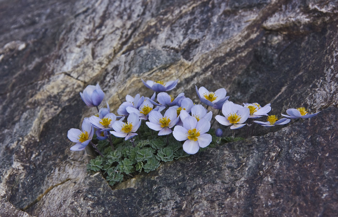 Image of Paraquilegia caespitosa specimen.