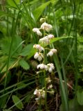 Pyrola rotundifolia