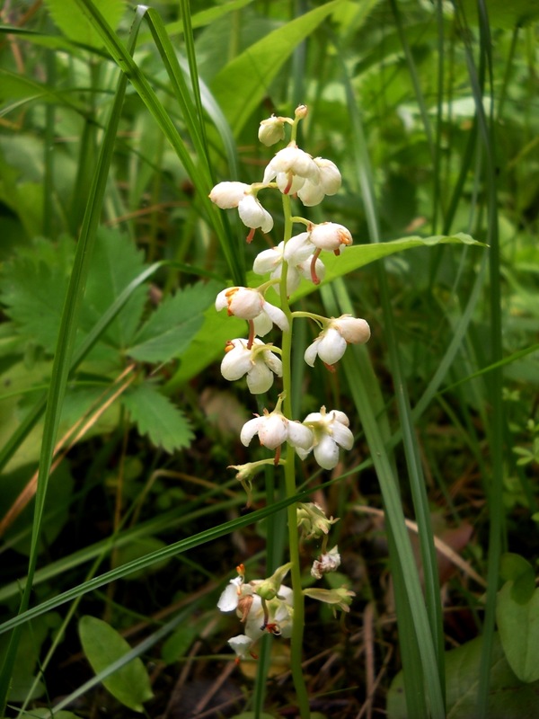 Image of Pyrola rotundifolia specimen.