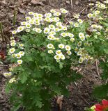 Pyrethrum parthenium. Цветущее растение. Приморье, Владивосток, Ботанический сад. 23.08.2009.