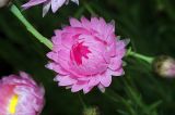 Xerochrysum bracteatum. Соцветие (культивар, сорт 'roseum'). Московская обл., Раменский р-н, окр. дер. Хрипань, дачный участок. 12.07.2008.