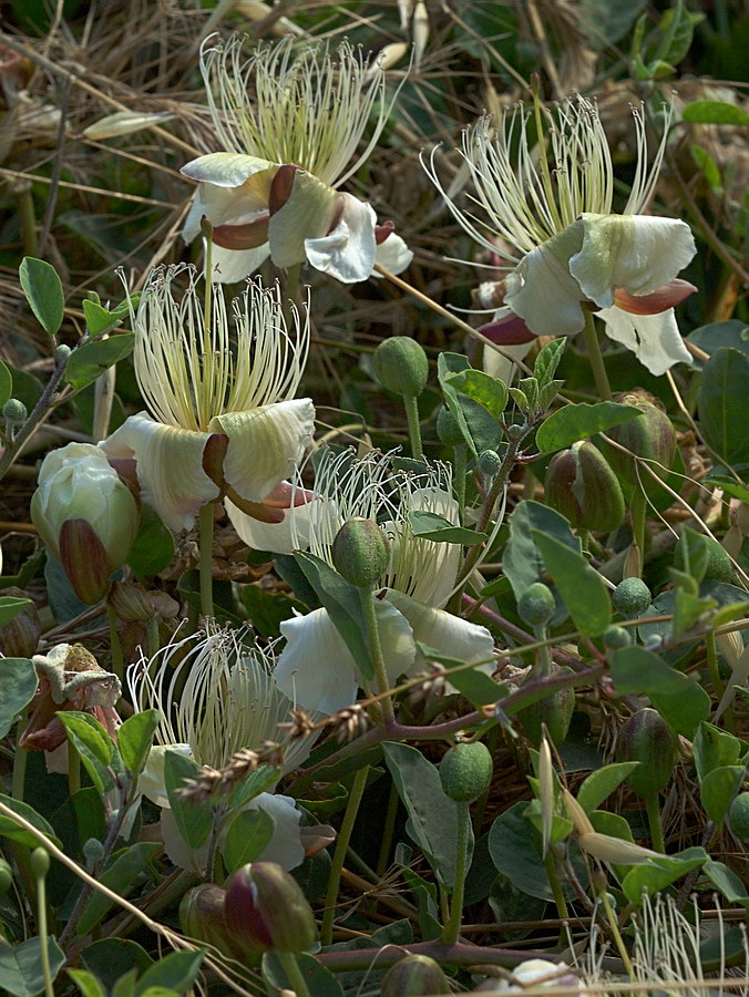 Изображение особи Capparis herbacea.