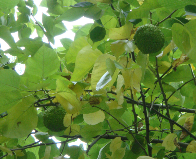 Image of Maclura pomifera specimen.
