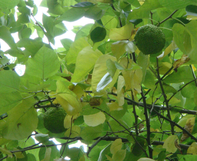 Изображение особи Maclura pomifera.