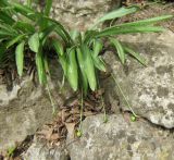 Galanthus plicatus. Плодоносящие растения. Южный берег Крыма, Никитский ботанический сад. 18 апреля 2012 г.