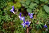 Salvia forskahlei