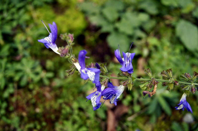 Image of Salvia forskahlei specimen.