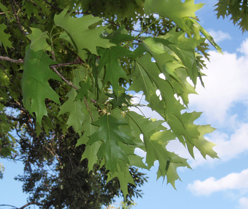 Image of Quercus rubra specimen.