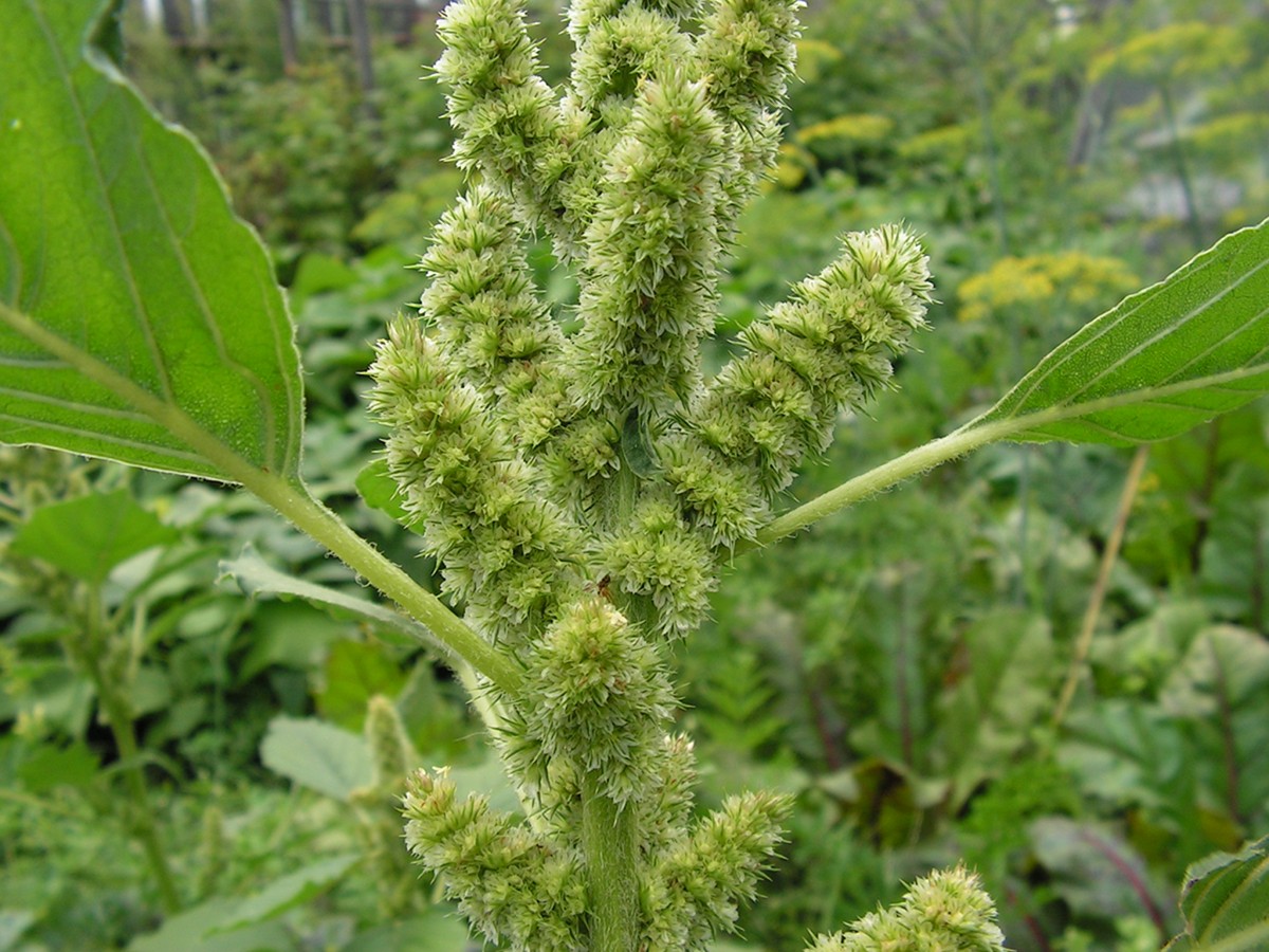 Image of Amaranthus bouchonii specimen.