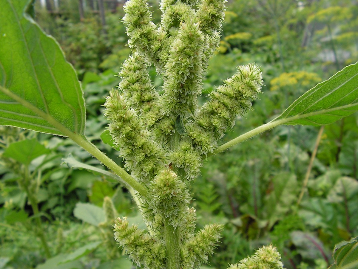 Image of Amaranthus bouchonii specimen.