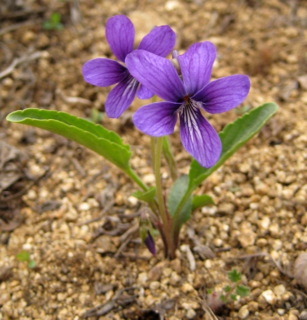 Image of Viola mandshurica specimen.