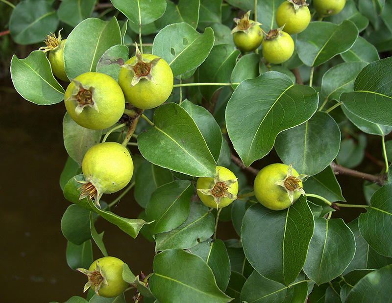 Image of Pyrus pyraster specimen.