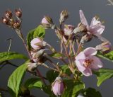Deutzia × hybrida. Соцветие с бутонами и распустившимися цветками. Германия, г. Кемпен в прогулочной зоне. 17.05.2012.