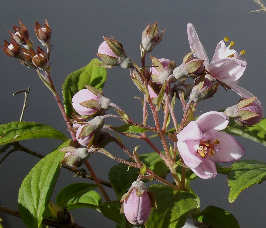 Изображение особи Deutzia &times; hybrida.