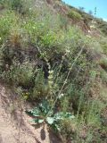 Phlomoides integior