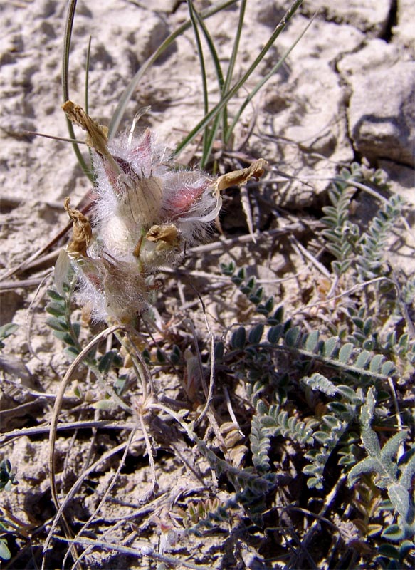 Image of Astragalus neoalbanicus specimen.