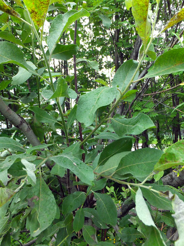 Image of Salix &times; bicolor specimen.