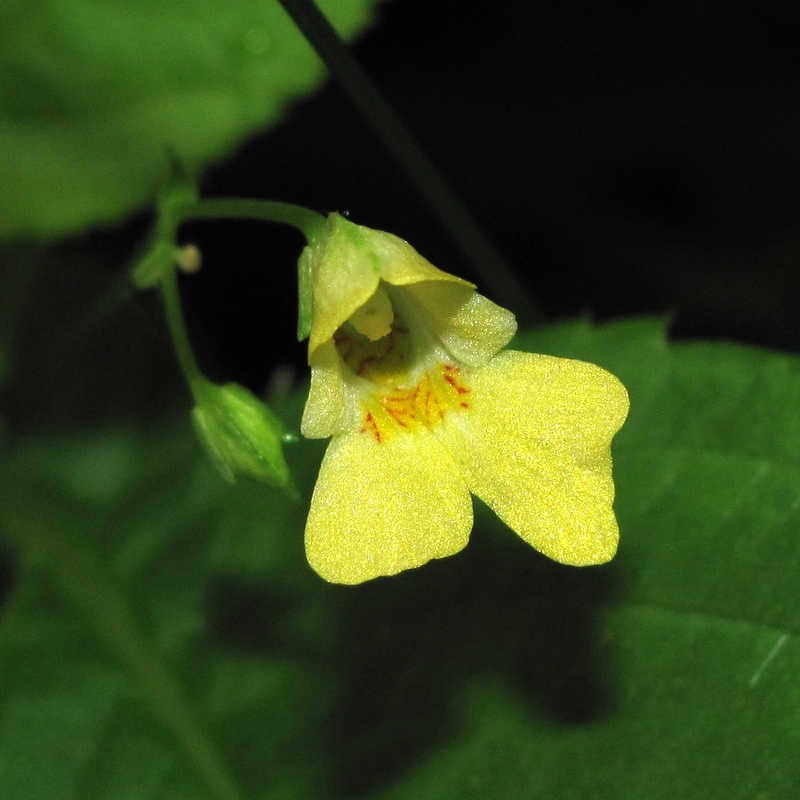 Image of Impatiens parviflora specimen.