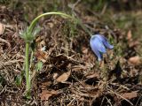 Pulsatilla patens. Цветущее растение. Белоруссия, Витебская обл., Городокский р-н, окр. дер. Сурмино, сухой сосняк. 04.05.2012.