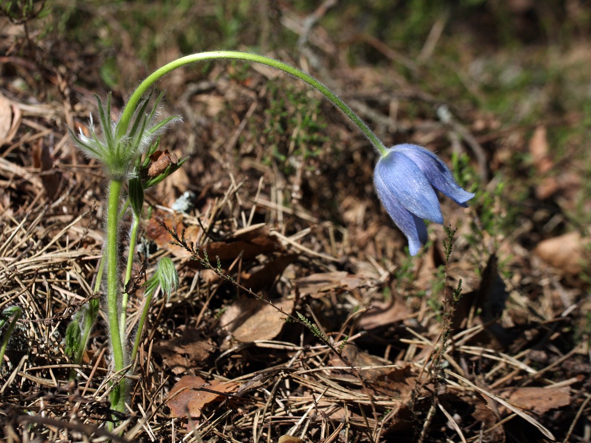 Image of Pulsatilla patens specimen.