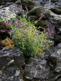 Draba ossetica