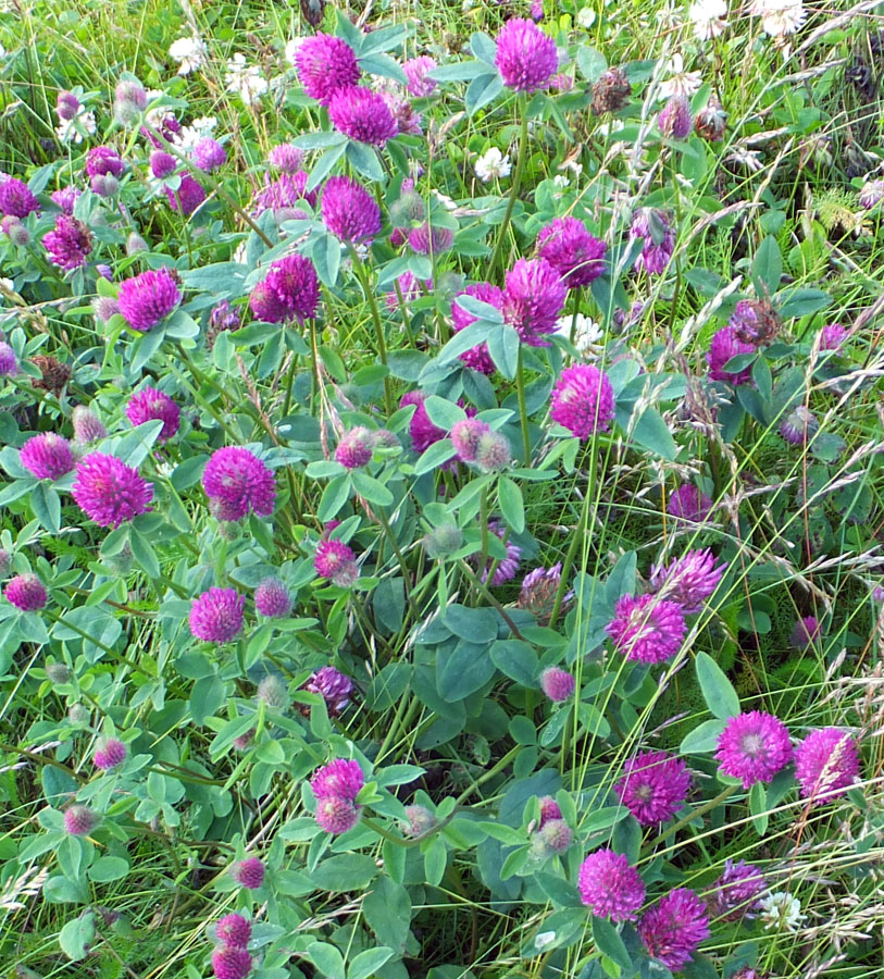 Изображение особи Trifolium pratense.