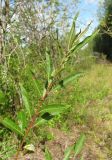 Salix myrsinifolia