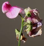 Lathyrus latifolius