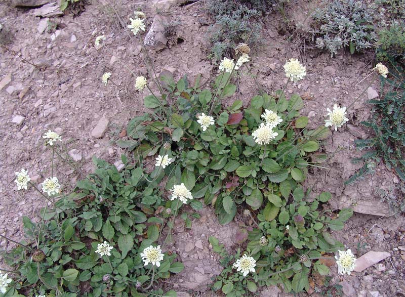 Image of Cephalaria dagestanica specimen.