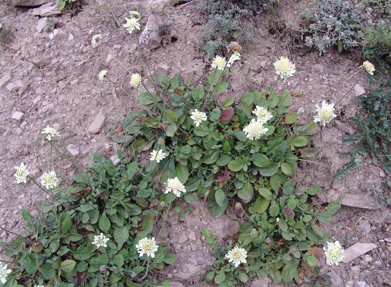 Изображение особи Cephalaria dagestanica.