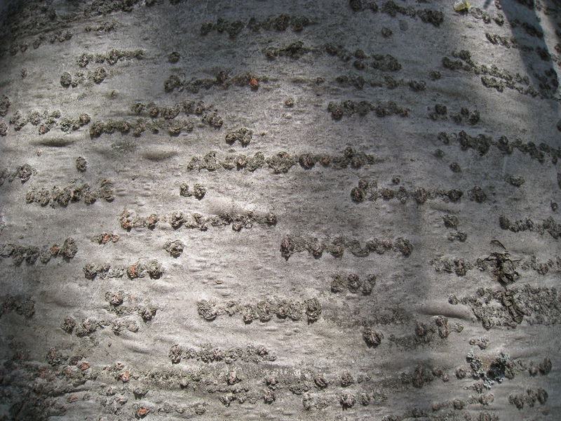 Image of Abies sibirica specimen.