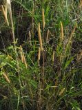 Phleum phleoides