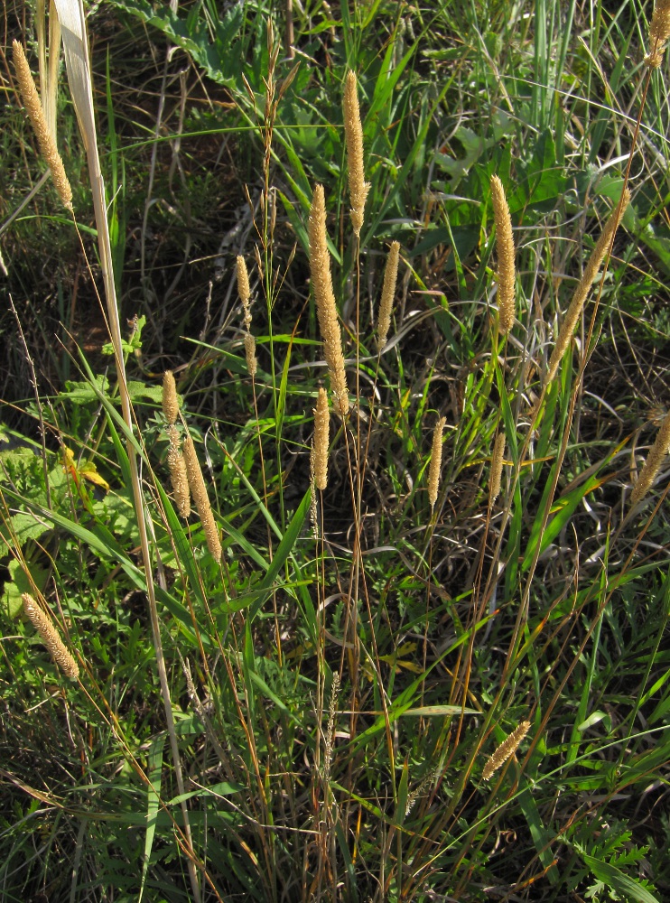 Image of Phleum phleoides specimen.
