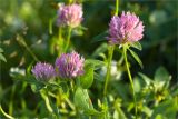 Trifolium pratense. Верхушка цветущего растения. Карелия, Лоухский р-н, пос. Чкаловский, берег Белого моря. 28.07.2012.