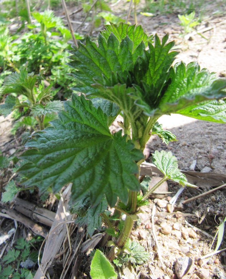 Image of Urtica dioica specimen.
