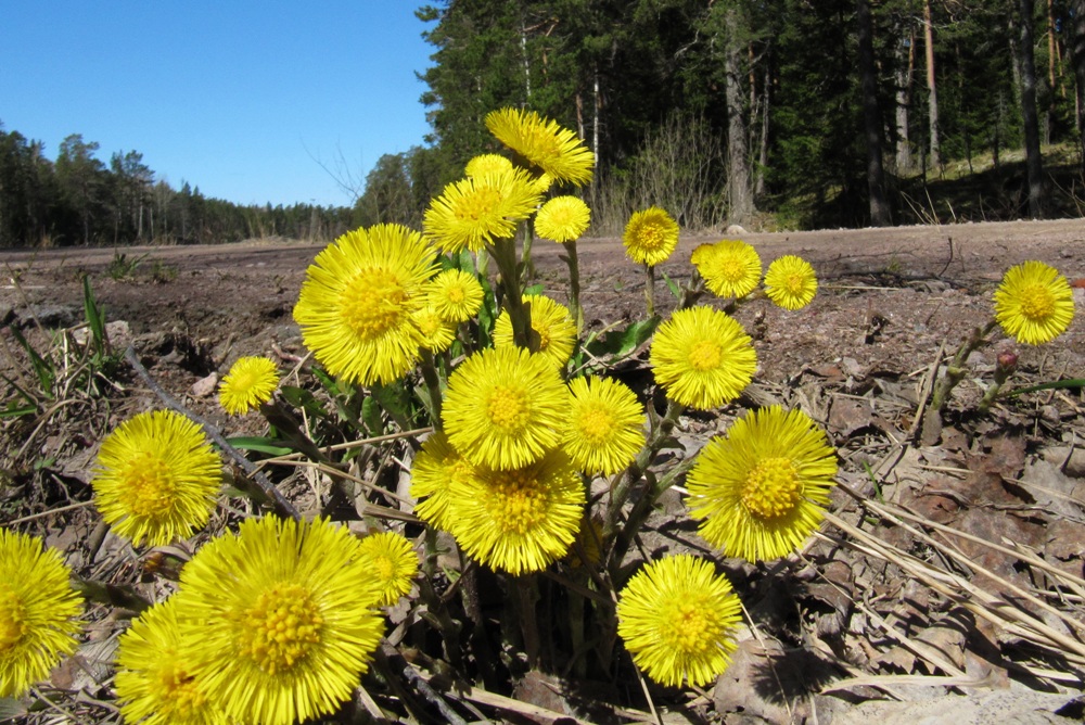 Изображение особи Tussilago farfara.