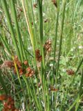 Juncus haenkei