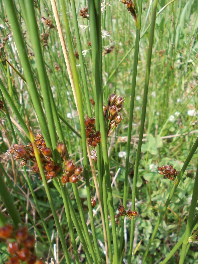 Изображение особи Juncus haenkei.