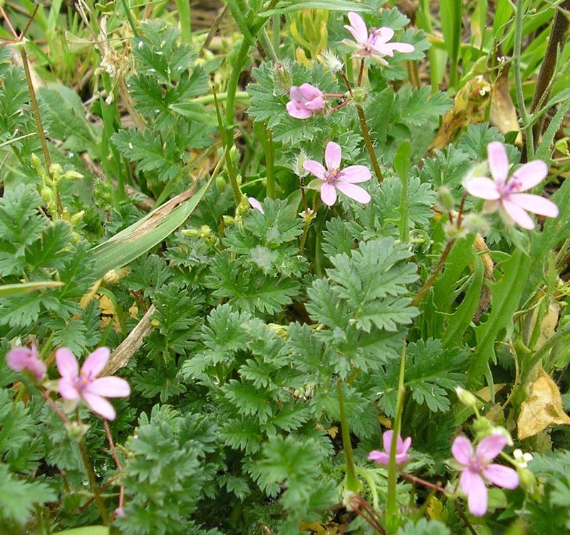 Image of Erodium cicutarium specimen.