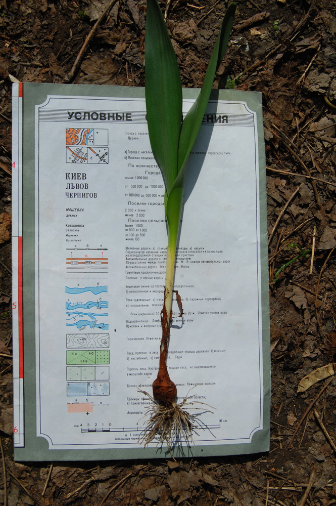 Изображение особи Colchicum autumnale.