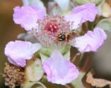 Rubus sanctus. Цветок с кормящейся самкой Hylaeus rubicola. Israel, Mount Carmel, Ein Kedem. 10.09.2010.