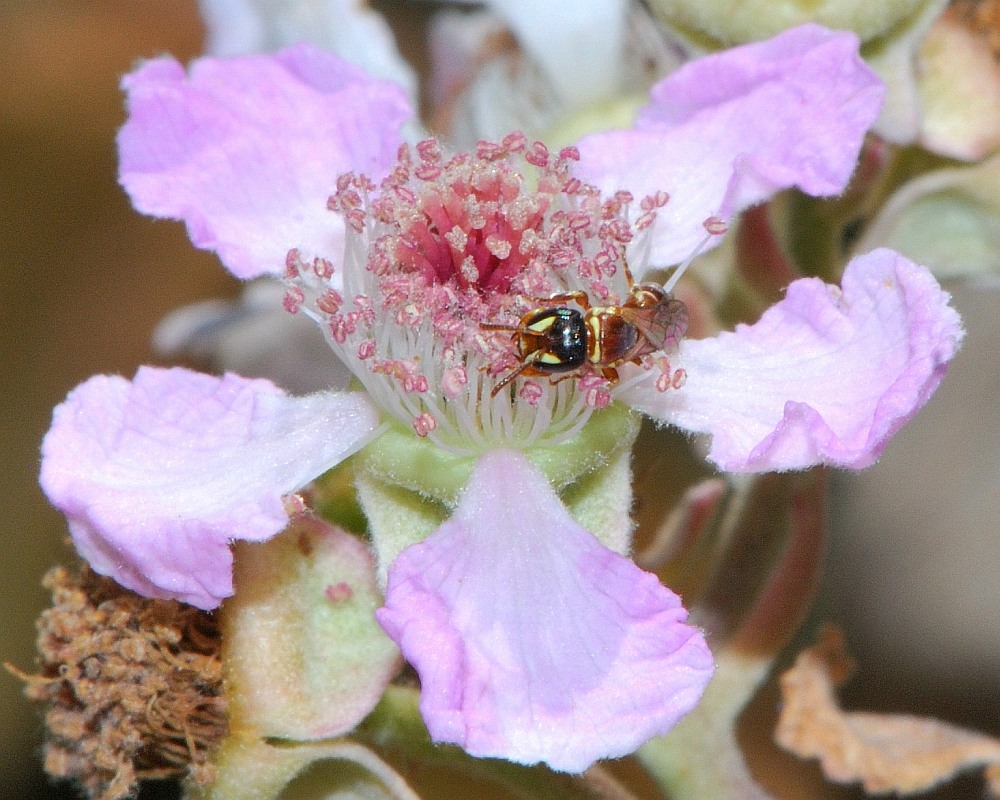 Изображение особи Rubus sanctus.