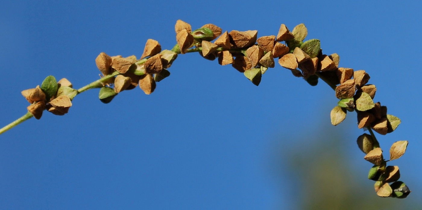 Изображение особи Fallopia convolvulus.