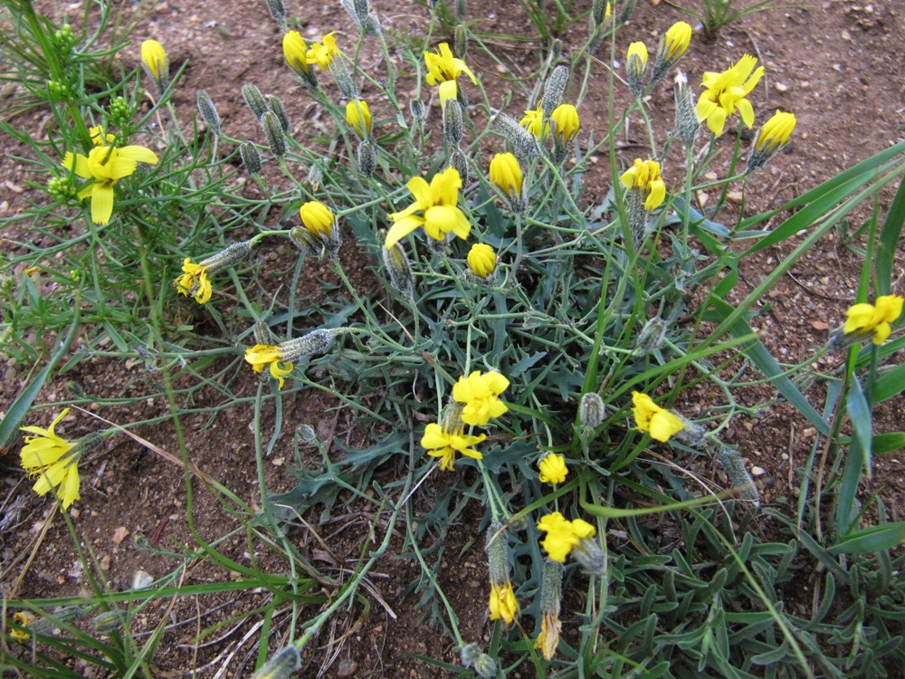 Image of Youngia tenuifolia specimen.