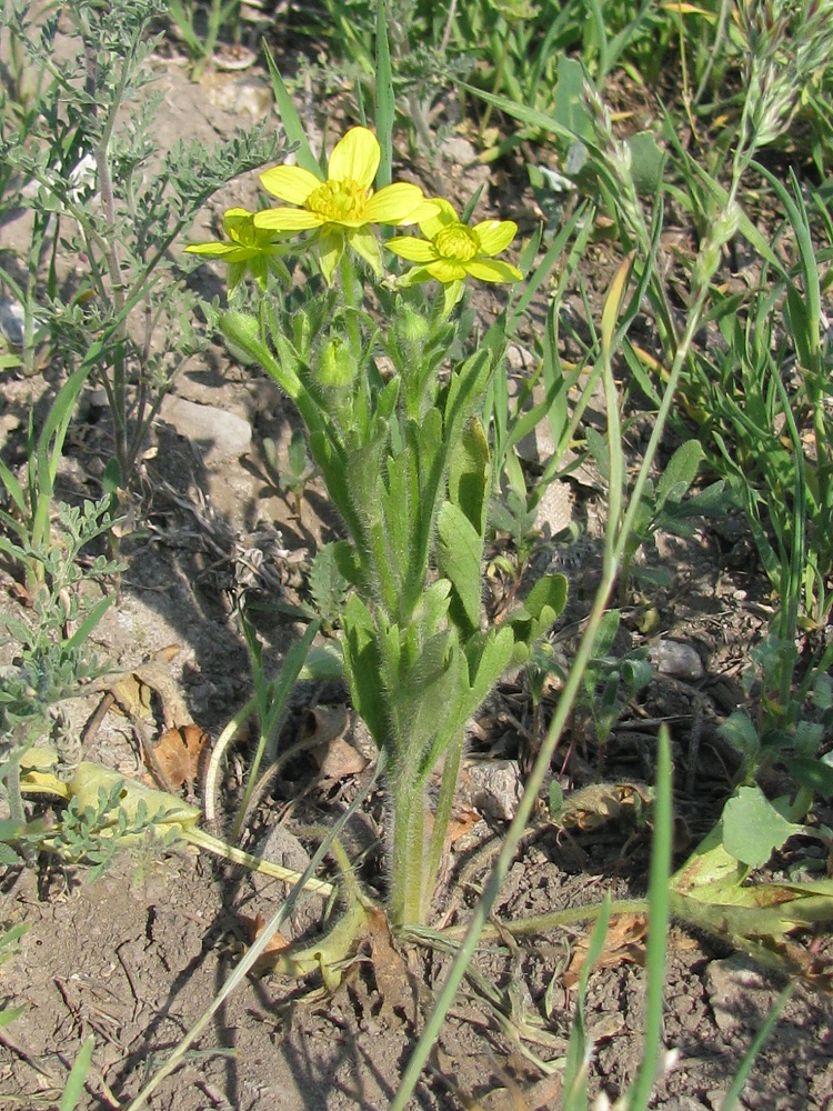 Изображение особи Ranunculus oxyspermus.